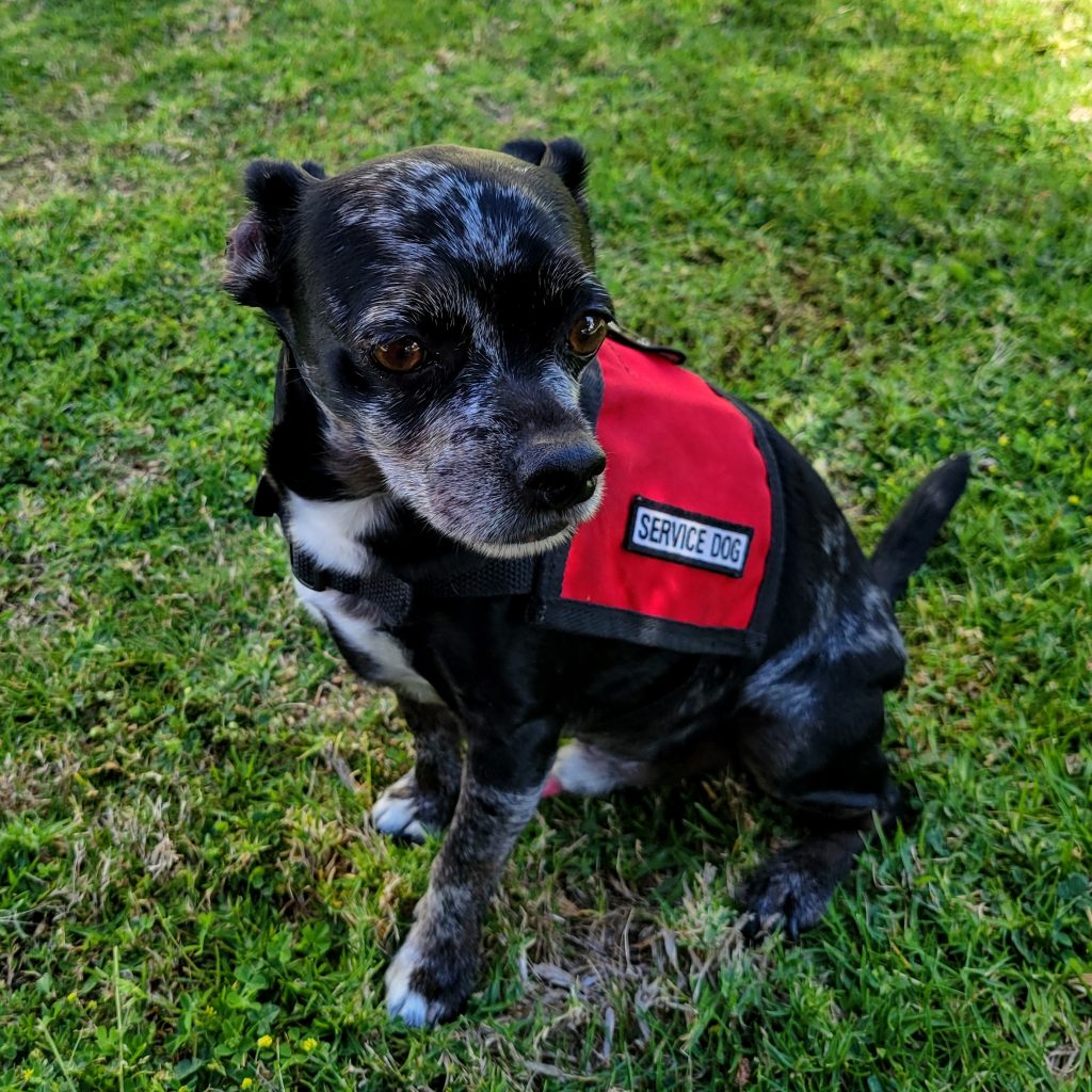 Waylon, a small black & tan merle dog. He is sitting on grass, wearing a red Service Dog vest.